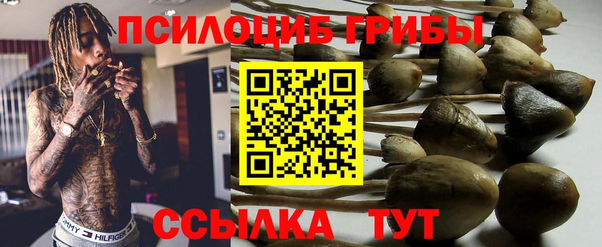Галлюциногенные грибы Psilocybine cubensis  Вход с VPN  Псилоцибиновые грибы прущие грибы  Каменск-Шахтинский 